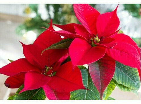 Buy Online Poinsettia Plant at the Lowest Price - Manbhawan - Друго