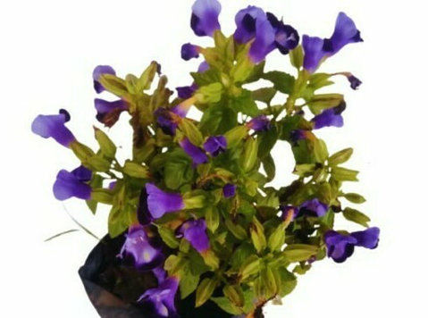 Buy Torenia (wishbone) Flower Plant Online - Manbhawan Nurse - Altele