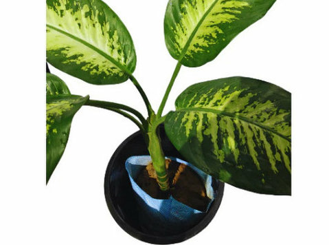 Buy online Dieffenbachia Plant at the Lowest Price - Manbhaw - Outros