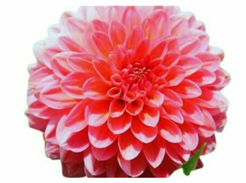 Elevate Your Garden's Beauty with Dahlia Flower Plants! - Classes: Other