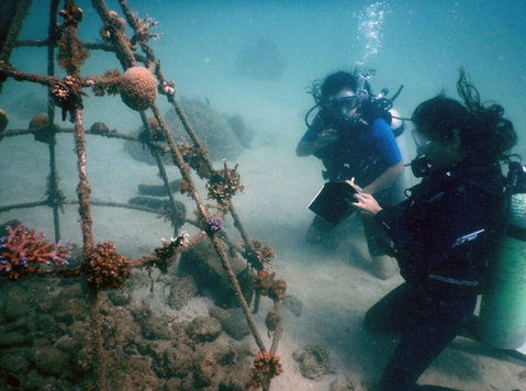 Diving Into Indian Corals Reefs With Nayantara Jain - Iné