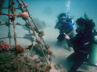 Diving Into Indian Corals Reefs With Nayantara Jain - อื่นๆ