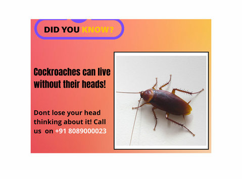 Cockroach Control Goa - Services: Other