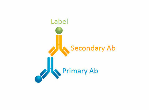 Primary antibodies - Autres