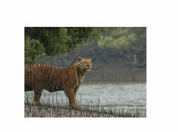 Sundarban Ecotrip - Overig