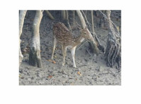 Sundarban Ecotrip - Egyéb