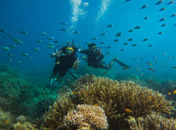 Book Scuba Diving in Havelock - Explore Colorful Marine Life - Services: Other