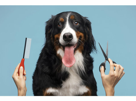 Pet Services: Professional Dog Training and Grooming in Your - อื่นๆ