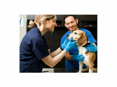 Vet Hospital in Hyderabad – Compassionate Care for Your Pets - Övrigt