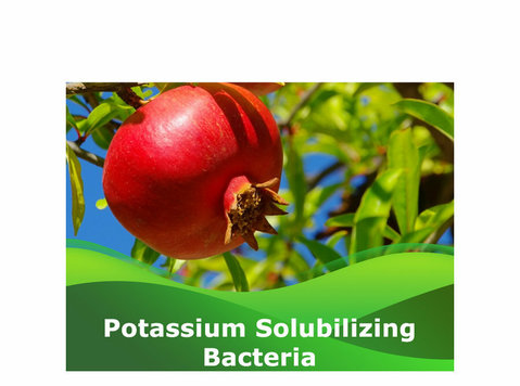Buy now Potassium Solubillizing bacteria at Peptech Bioscien - Άλλο
