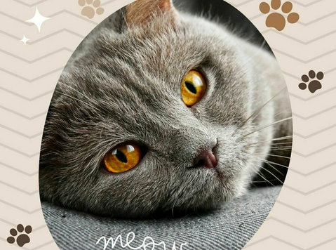 Consult Vets Anytime, Anywhere - Pets/Animals