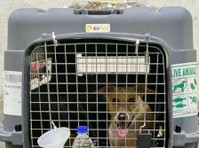 Dog Boarding Services in Delhi - حیوانات خانگی / حیوانات