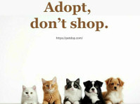 Pet Adoption Awareness - حیوانات خانگی / حیوانات