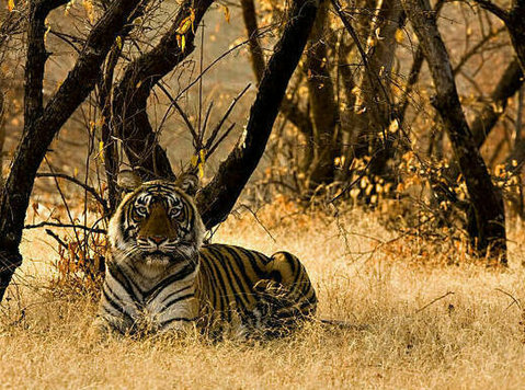 Explore the Unique Beauty of Rajasthan with Ranthambore - Co-voiturage