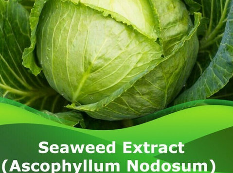 Seaweed Extract (ascophyllum Nodosum) | Peptech Bioscience L - Dārzkopība
