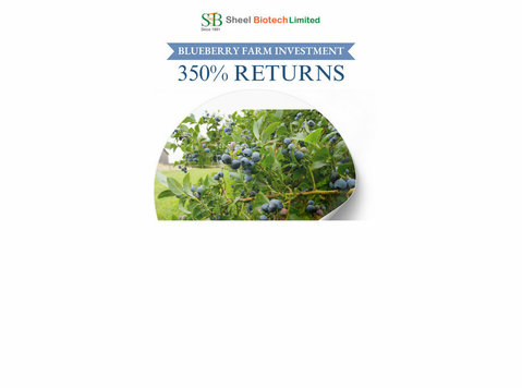 blueberries plants in india - Κηπουρική