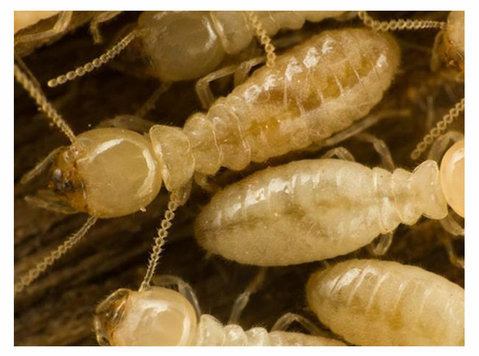 Best Termite Treatment Services in India - Muu