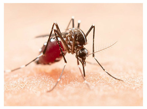 Effective Mosquito Control Services in India - Muu