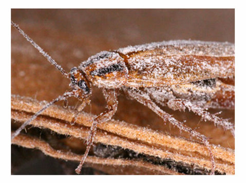 Intelligent snow gel service for cockroach pest control - Altro