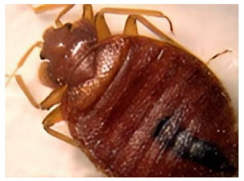 Top Bed Bugs Control Services | Truly Nolen India - אחר