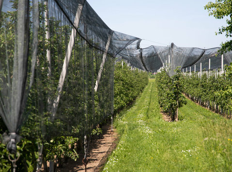 Protect Your Garden with Premium Hail Netting – Greenpro - Gartnere