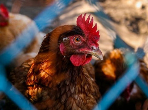 How to Manage Fluctuating Egg Rates in Poultry Farming - אחר
