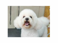 Best Pet Grooming Service Near You in Bangalore - Друго