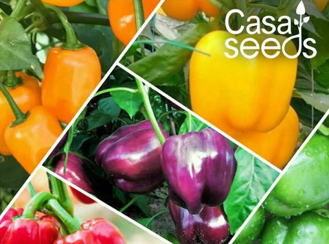 Buy Online Vegetable Seeds at the Best Price | Casa de amor - Outros