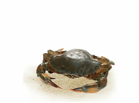 Mud crab fattening - Muu
