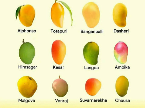 Mango Farming for Sale in Chennai - M/S Holidays Mango Farm - Muu