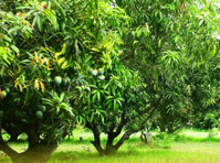 Mango Farming for Sale in Chennai - M/s Holidays Mango Farm - Outros