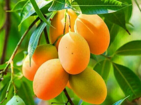 Mango Trees for Sale Online at Newnessplant - Muu