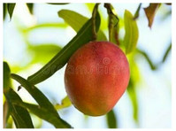 Mango Trees for Sale Online at Newnessplant - Otros