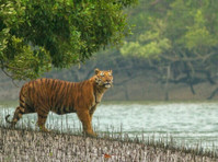 Unveil the Secrets of the Sundarbans with Our Exclusive Tour - 旅行/自動車の相乗り