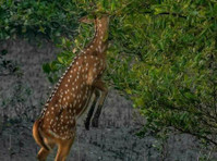 Unveil the Secrets of the Sundarbans with Our Exclusive Tour - Putovanje/djeljenje prijevoza