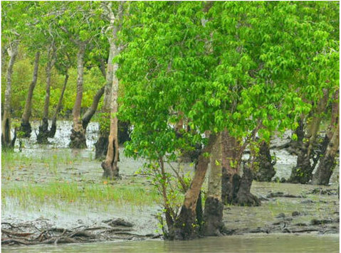 Cheap Sundarban Tour Package - Khác