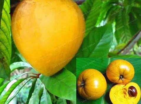 Buy Mango Tree Online in India - Annet