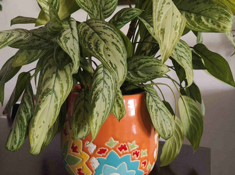 Home grown plants availabe for sale in Mangaf - Meubles