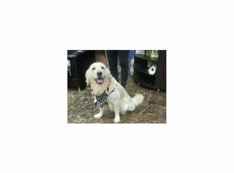 Handsome & Smart Golden Retriever dog - كلب جولدن رتريفر - 其他