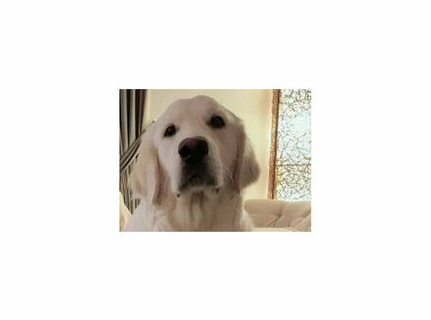 Handsome & Smart Golden Retriever dog - كلب جولدن رتريفر - Другое
