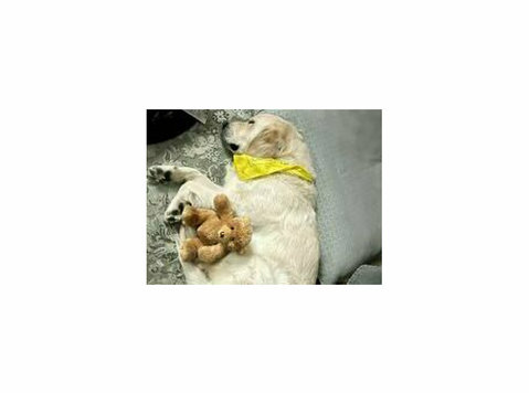 Handsome & Smart Golden Retriever dog - كلب جولدن رتريفر - Muu