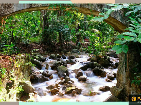 Rainforest Ecards - Sammeln/Antiquitäten