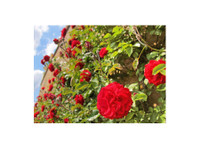 Walkers Rose Nursery - Andet