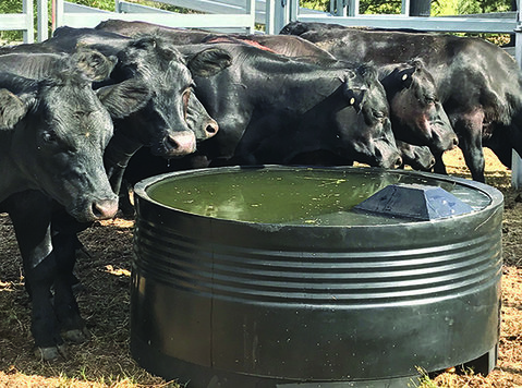 Reliable Plastic Water Tanks for Scorching Summers - Sonstige