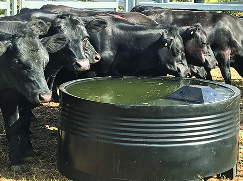 Reliable Plastic Water Tanks for Scorching Summers - Muu