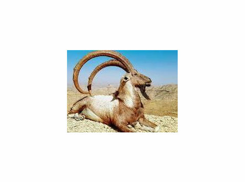 Himalayan Goat Hunting in Pakistan – A High-altitude Hunting - Altele