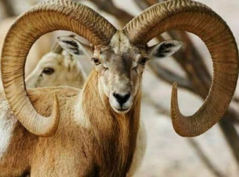 Markhor Hunting in Pakistan – Rules, Permits & Best Hunting - Services: Other