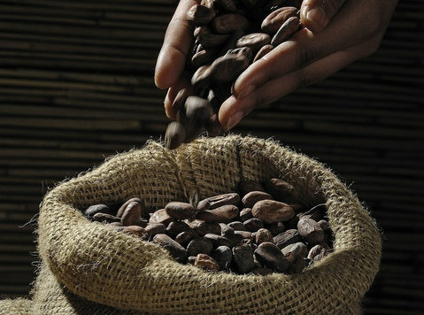 Poznaj właściwości Prawdziwego Kakao - Altro