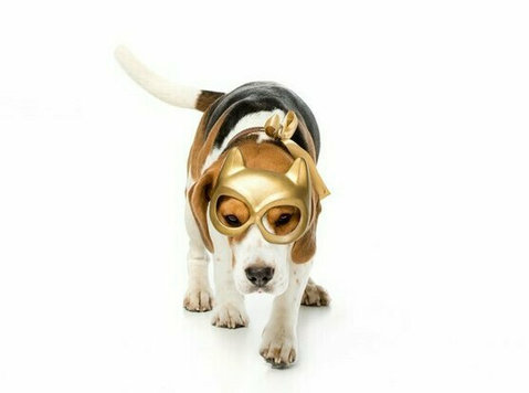 Cuidador de animais domésticos - Pet Sitting - Hotel animal - Outros