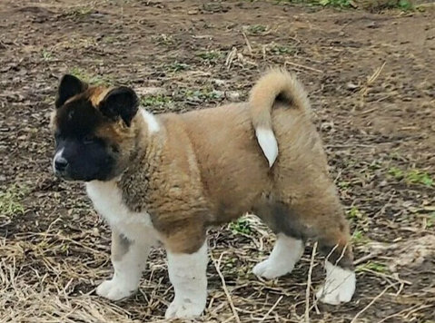 Americka akita štenci - Lemmikit/Eläimet